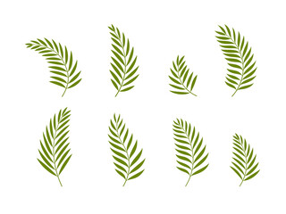 Set of green palm leaves. Vector illustration.