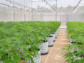 Cannabis commercial growing operation in the greenhouse