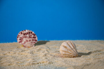 Fototapeta na wymiar two shells in the sand, creative summer minimal design 