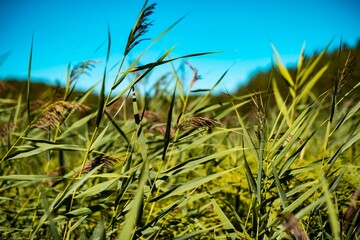 Closeup of reeds against the background of blue sky.