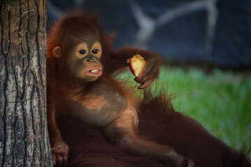 baby bornean orangutan