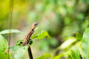 Closeup image of a lizard standing on the green leaf in the blurred garden background.