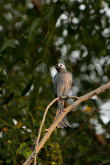 Chinese White-Faced Ashy Drongo (Dicrurus leucophaeus ssp. leucogenis) perched on branch at sunset