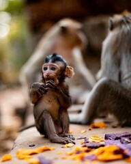 Image of a monkey family in the jungle eating their food.