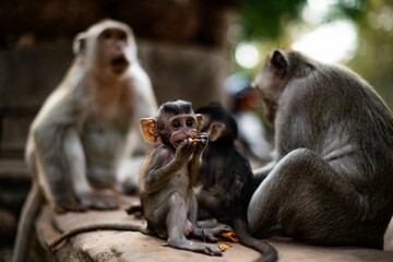 Fototapeta premium Image of a monkey family in the jungle eating their food.