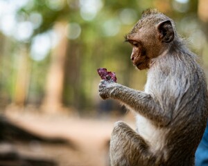 Image of a sitting monkey in the jungle eating its food.