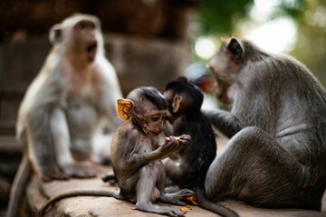 Image of a monkey family in the jungle eating their food.