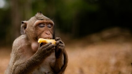 Shallow focus shot of monkey enjoying eating fruit in the forest