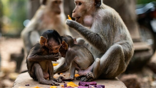 Image of a monkey family in the jungle eating their food