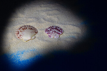 two shells illuminated on the beach in the dark, creative summer concept
