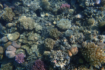 Naklejka na ściany i meble coral reef from the Red sea