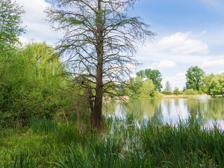 Pond, Lake Dowesee overgrown with reeds, a bird sits on an old dry tree. Park in Braunschweig. Ecology and environmental protection. Beautiful landscape, nature, natural background.