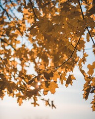 Closeup of beautiful autumn yellow leaves on a branch
