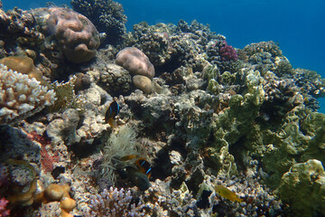 Obraz na płótnie Canvas coral reef from the Red sea