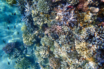 coral reef from the Red sea