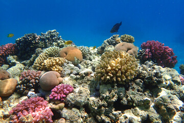 Plakat coral reef from the Red sea