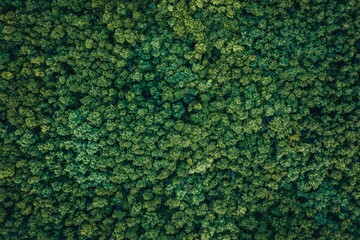 Top view of beautiful green trees in a forest during sunrise