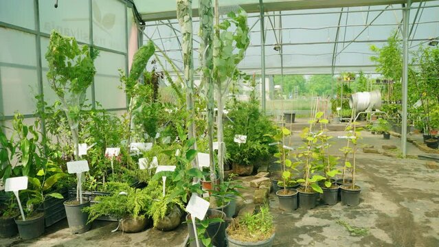 Movement around growing plants in greenhouse
