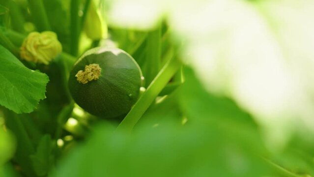 Closeup of a vegetable garden on a sunny day