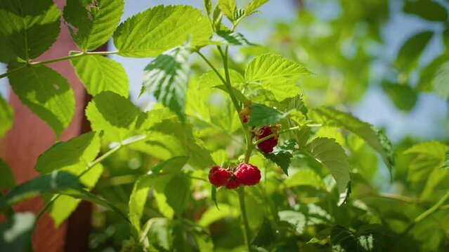 Closeup of raspberries in vegetable garden on a sunny day