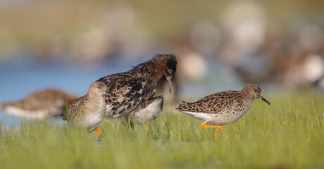  The ruff - pair at wetland on a mating season in spring