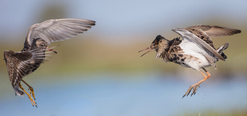 Ruff - male birds fighting at a wetland on the mating season in spring