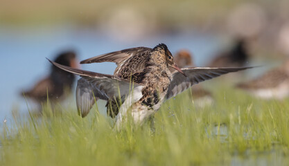 Ruff - male birds fighting at a wetland on the mating season in spring