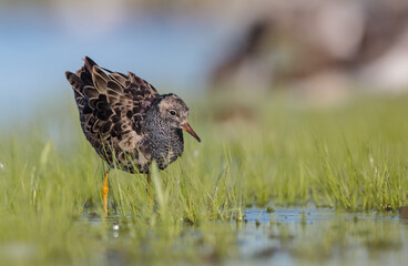 Ruff - male bird at a wetland on the mating season in spring