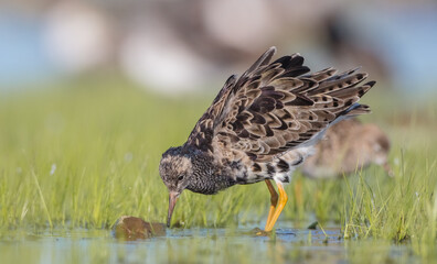 Ruff - male bird at a wetland on the mating season in spring