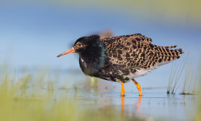 Ruff - male bird at a wetland on the mating season in spring