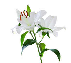 Wonderful white lilies (Lilium, Liliaceae) with buds isolated on white background, including clipping path.