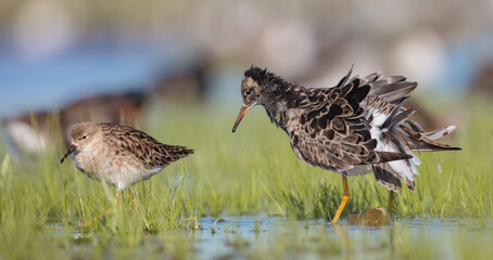  The ruff - pair at wetland on a mating season in spring