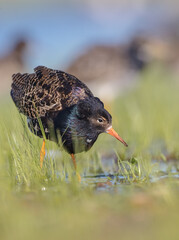 Ruff - male bird at a wetland on the mating season in spring
