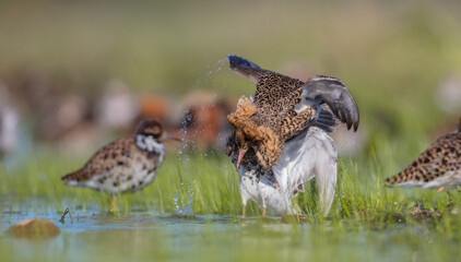 Ruff - male birds fighting at a wetland on the mating season in spring