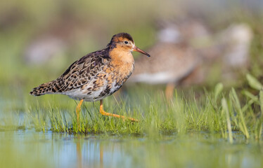 Ruff - male bird at a wetland on the mating season in spring