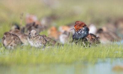 Ruff - birds at a wetland on the mating season in spring