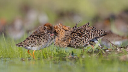 Fototapeta na wymiar The ruff - pair at wetland on a mating season in spring