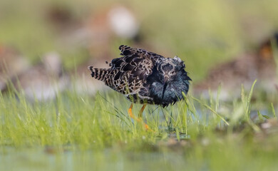 Ruff - male bird at a wetland on the mating season in spring