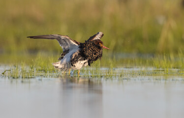 Ruff - male bird at a wetland on the mating season in spring