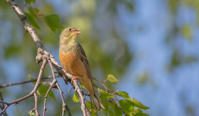 Ortolan bunting - male bird in spring