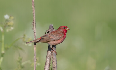 Common rosefinch - male bird at a meadow in spring