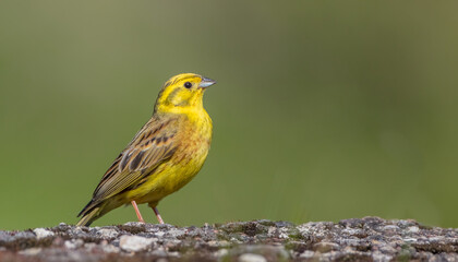 Yellowhammer  - male bird on late spring at a wetland
