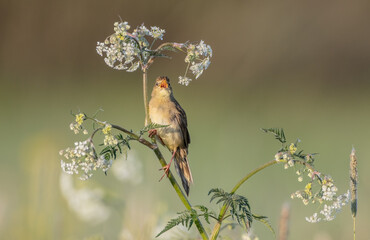 Common grasshopper warbler - at the meadow in spring