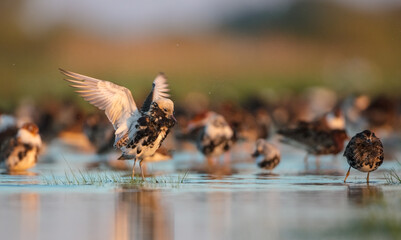 Ruff - male bird at a wetland on the mating season in spring