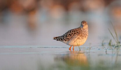 Ruff -  female feeding at the wetland on the mating season in spring