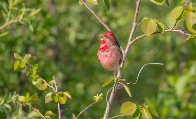 Common rosefinch - male bird at a meadow in spring