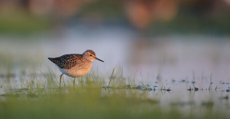 Wood Sandpiper  - in spring on the migration way at wetland