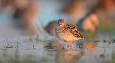 Ruff -  female feeding at the wetland on the mating season in spring