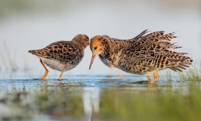  The ruff - pair at wetland on a mating season in spring