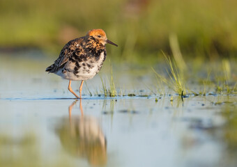 Ruff - male bird at a wetland on the mating season in spring